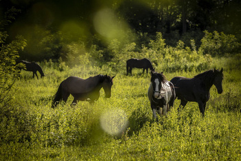 Dwa noclegi w apartametach przy Winnicy