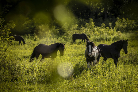 Voucher na 2 Noclegi w Apartamencie przy Winnicy Zbrodzie- wino serii RH oraz deska przekąsek