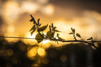 Zwiedzanie Winnicy Zbrodzice