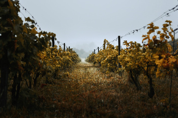 Voucher na 2 Noclegi w Apartamencie przy Winnicy Zbrodzie- wino serii RH oraz deska przekąsek